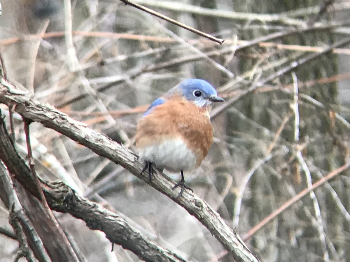Eastern Bluebird - ML287695671