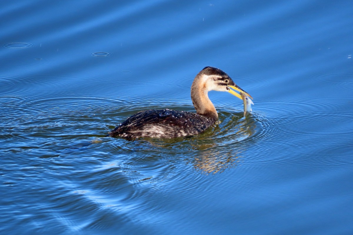 Red-necked Grebe - ML287695791