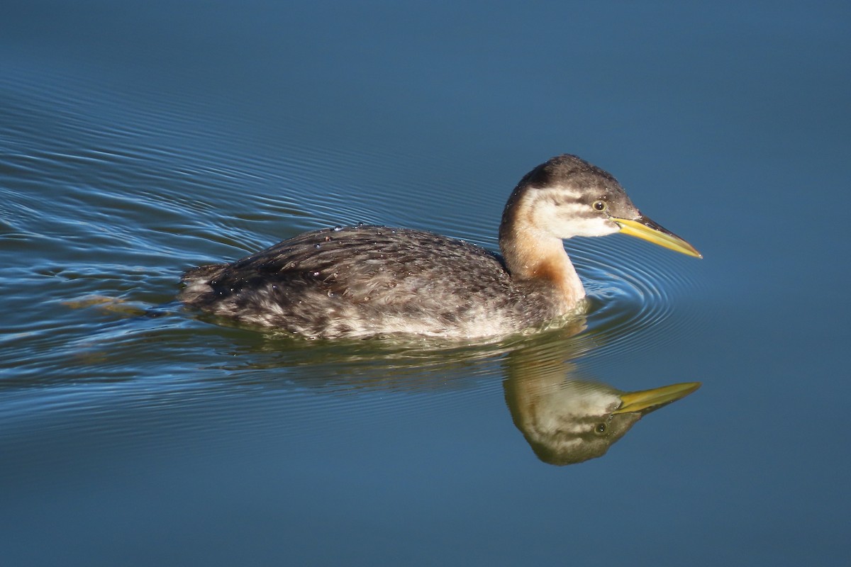 Red-necked Grebe - ML287696211