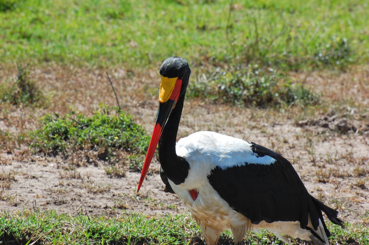 Saddle-billed Stork - Denise Van Peursem