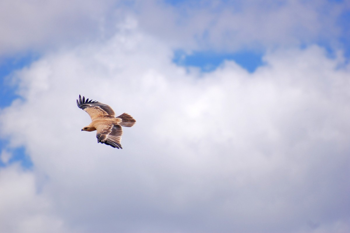 Tawny Eagle - Denise Van Peursem