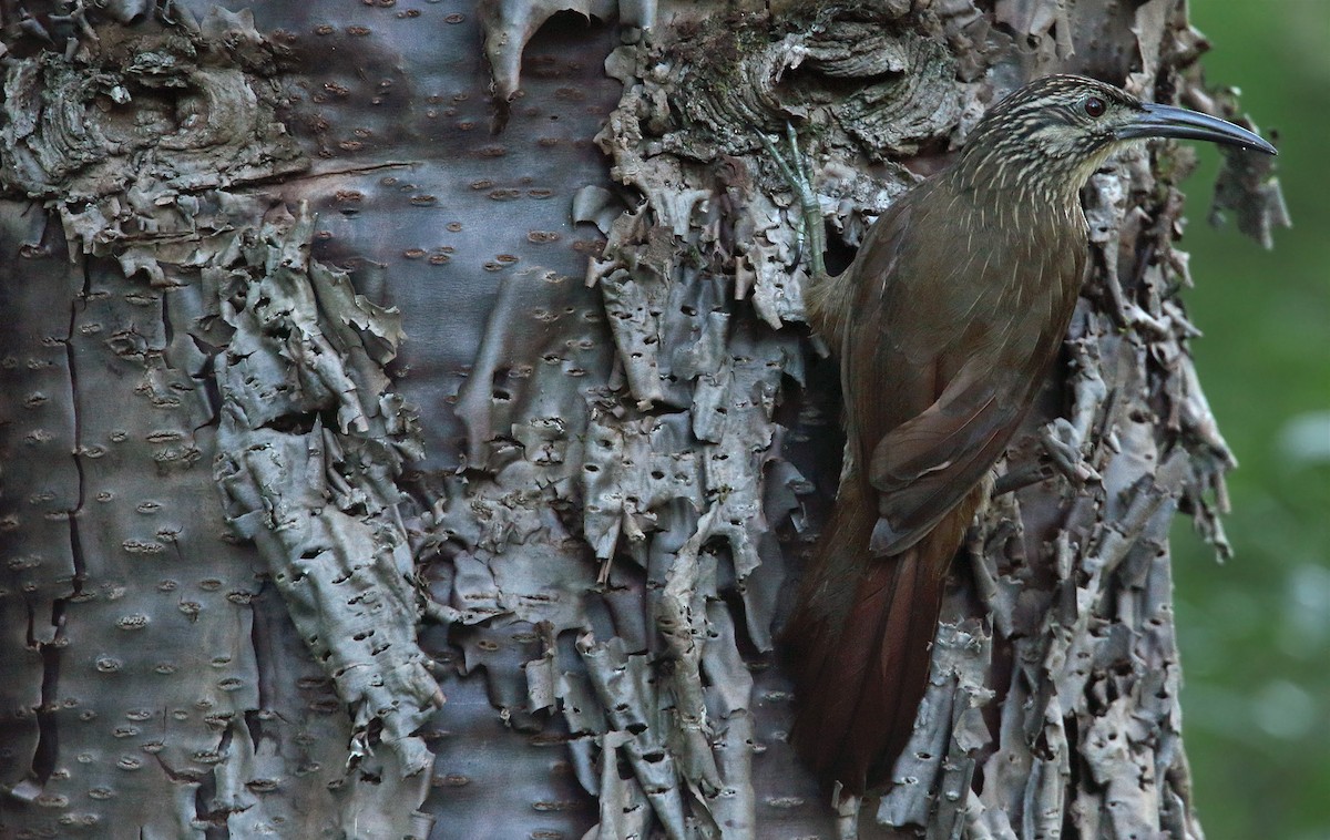 White-throated Woodcreeper - ML287699021