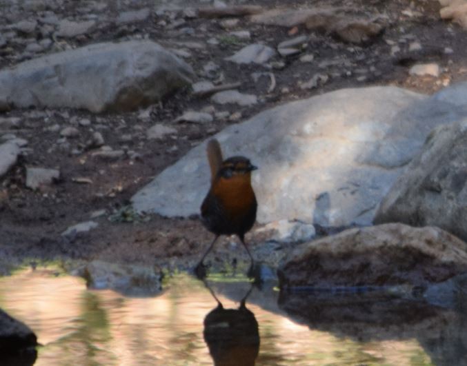 Tapaculo Chucao - ML287700961