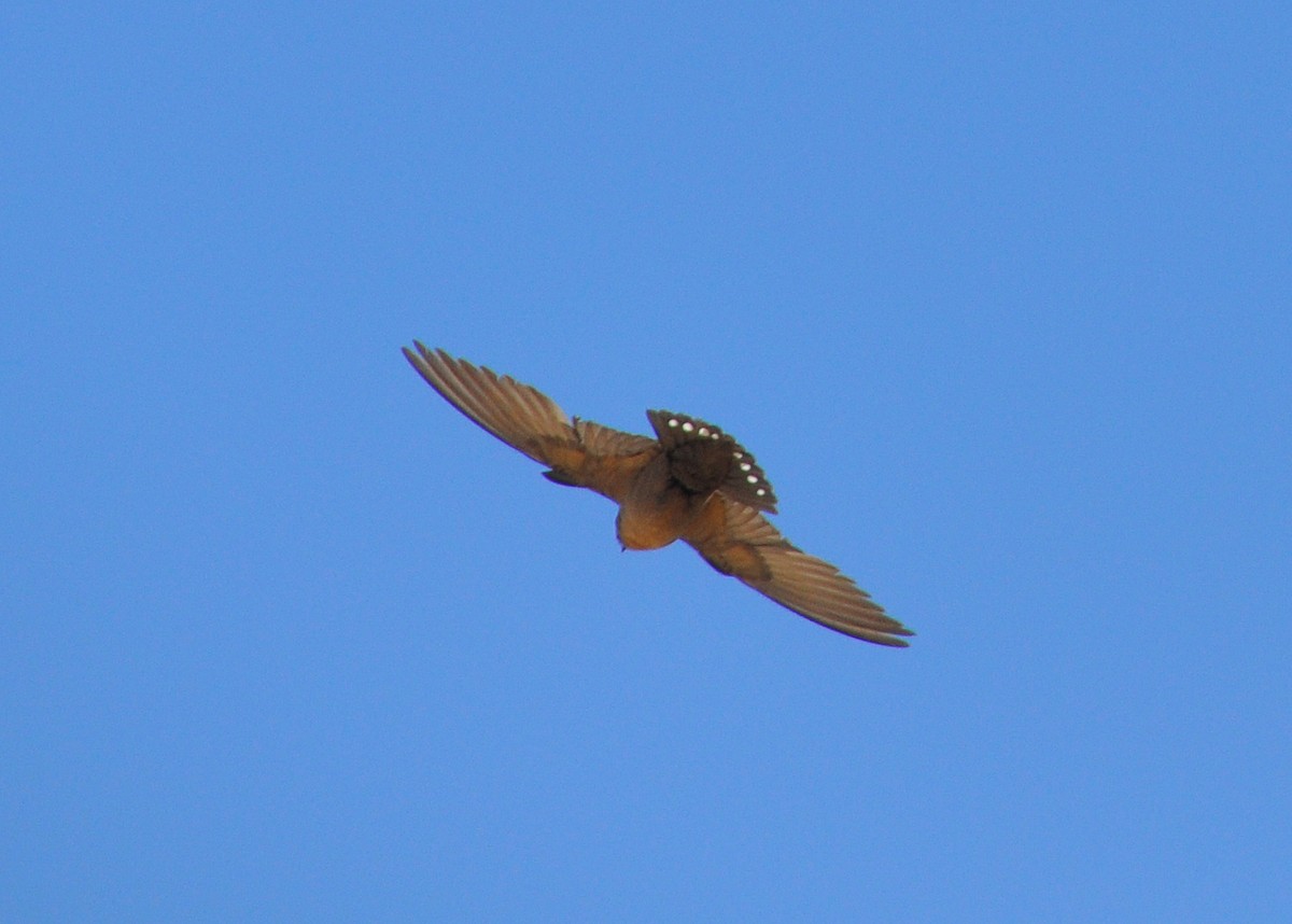 Avión Isabel - ML287702121