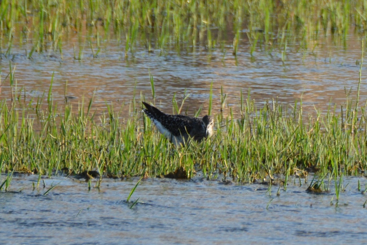 Wood Sandpiper - ML287703641