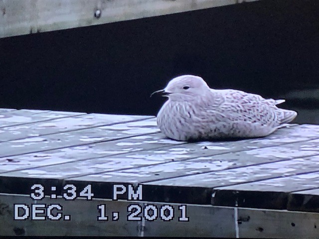 Iceland Gull (kumlieni) - ML287703901