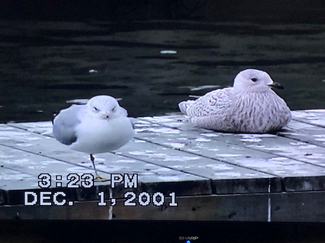 Iceland Gull (kumlieni) - ML287703911