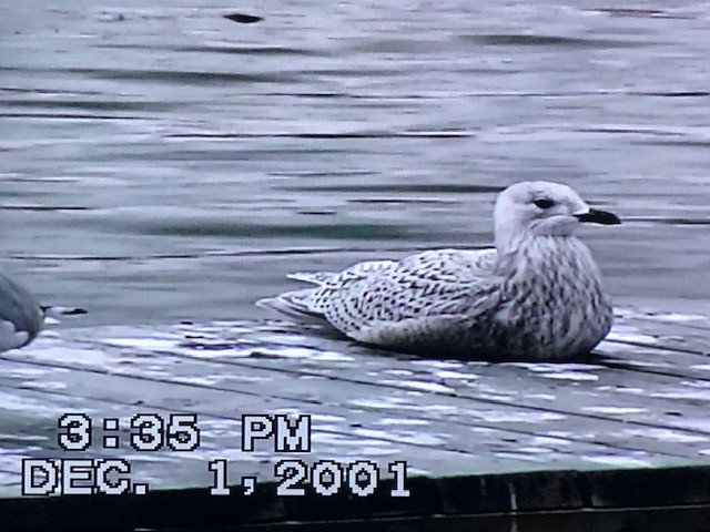 Iceland Gull (kumlieni) - ML287703941
