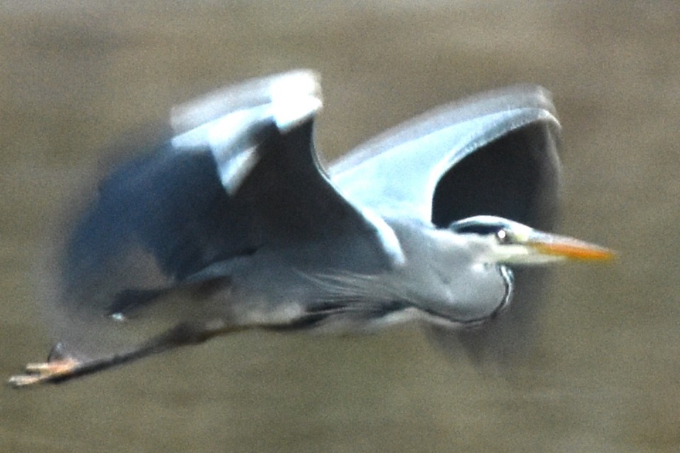 Gray Heron - ML287704251