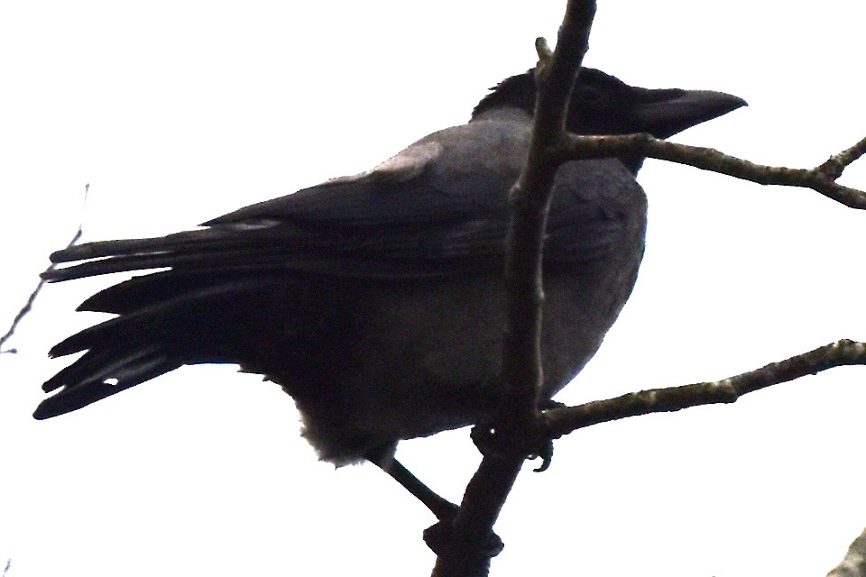 Hooded Crow - ML287704261