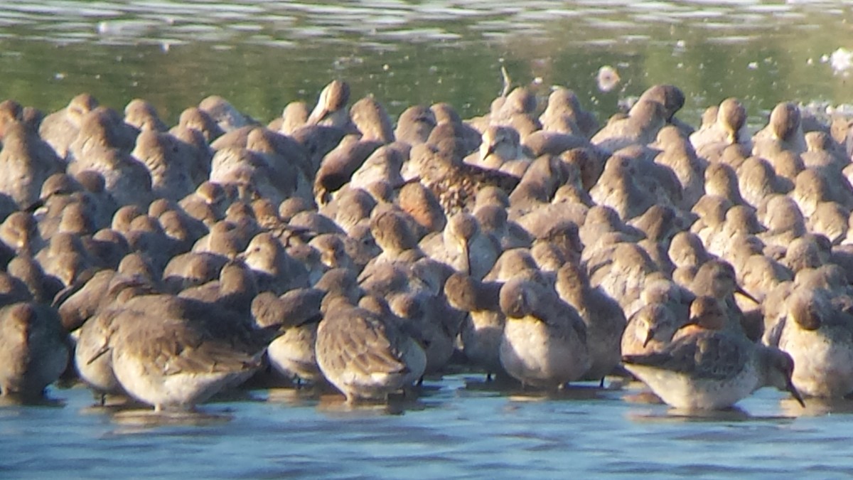 Great Knot - Keith Langdon