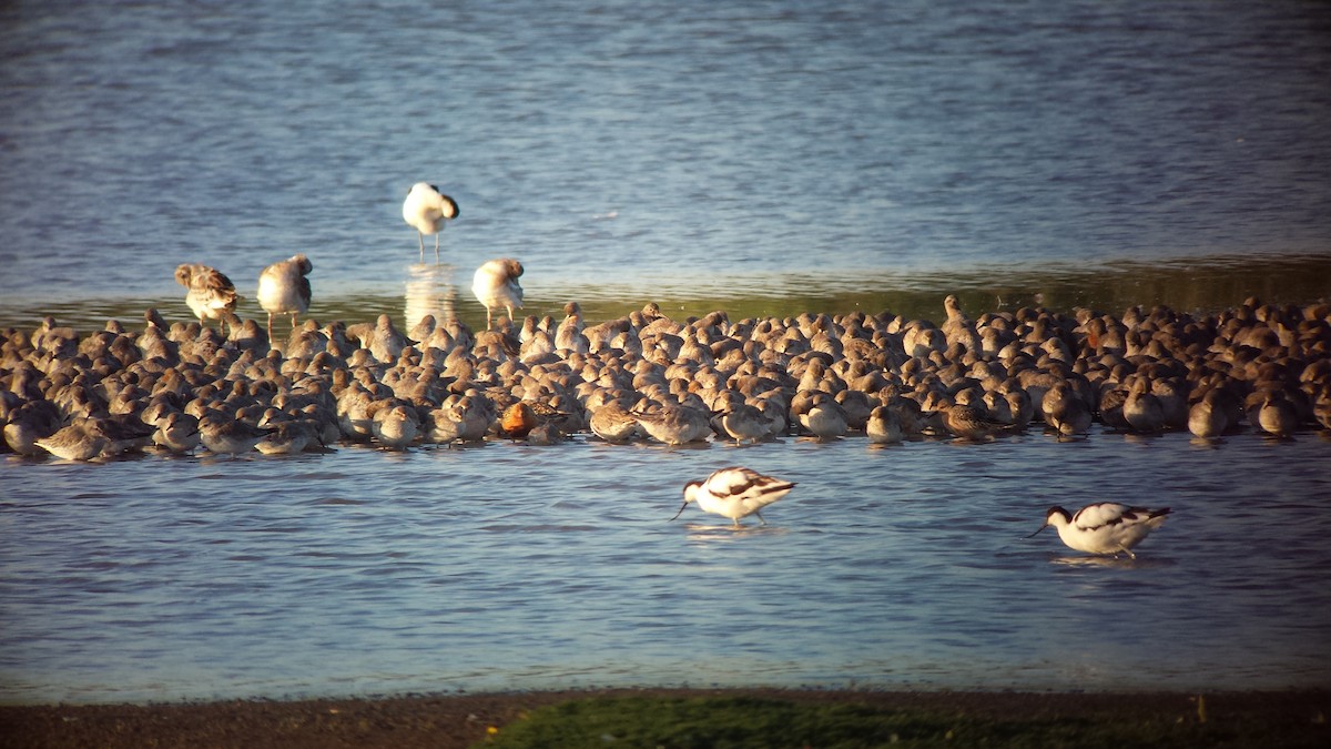 Great Knot - Keith Langdon