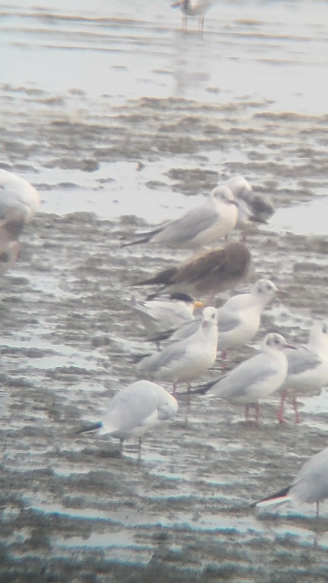 Chinese Crested Tern - Mint Ren