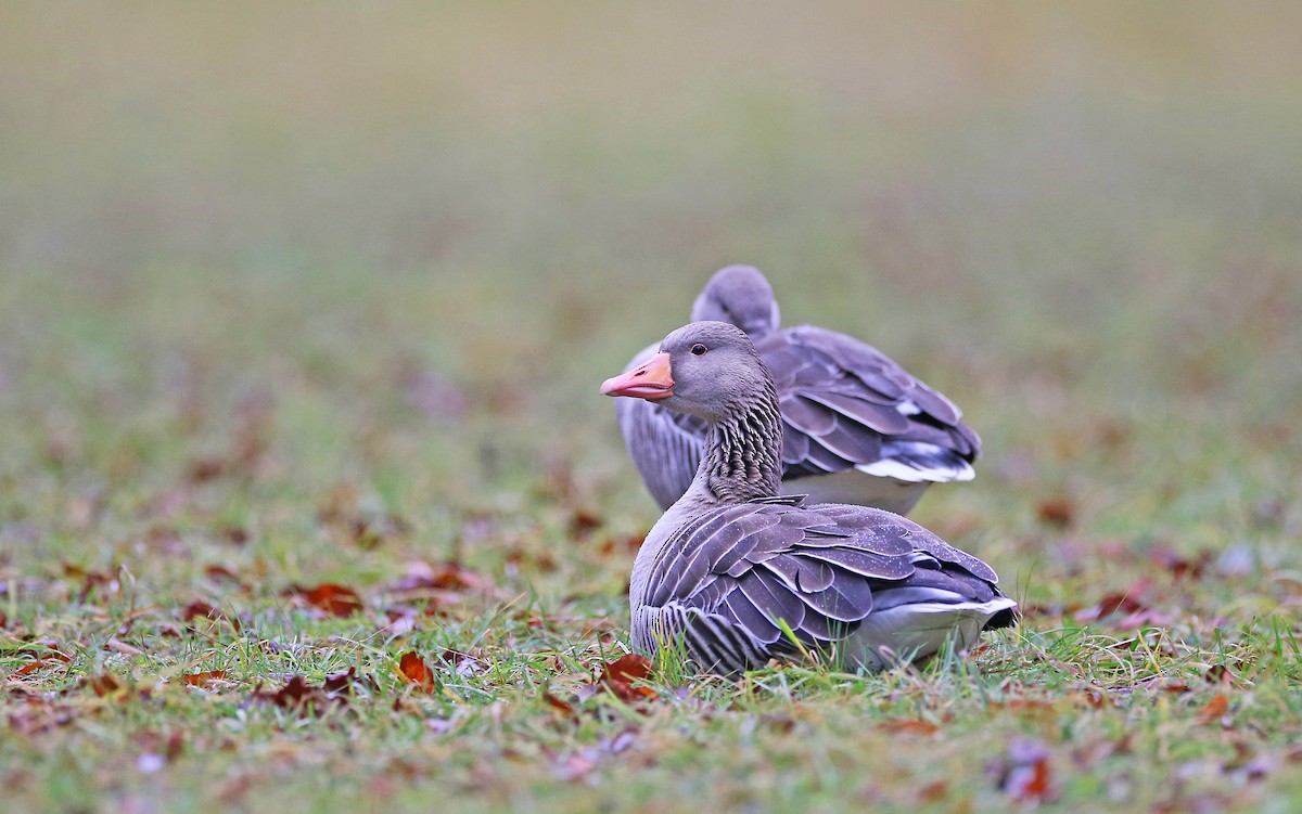 Graylag Goose (European) - Christoph Moning