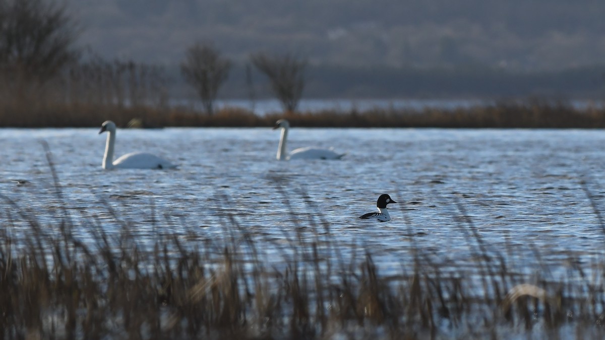 Common Goldeneye - ML287707741