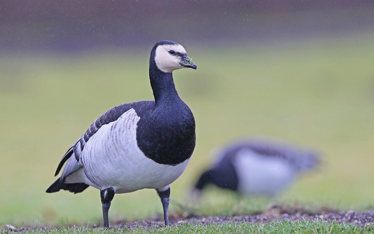 Barnacle Goose - Christoph Moning