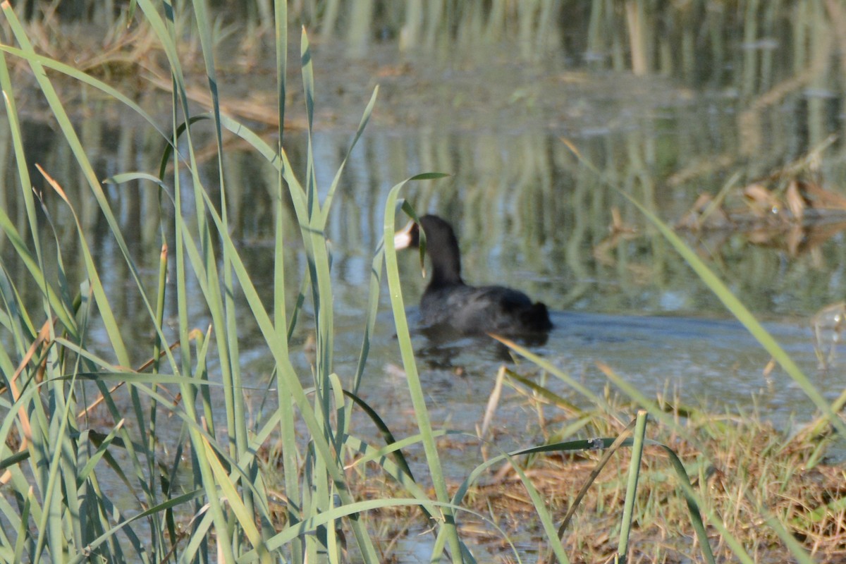 Eurasian Coot - Ergün Cengiz