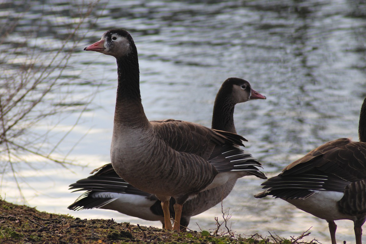 Graylag x Canada Goose (hybrid) - Chandler Sonafrank