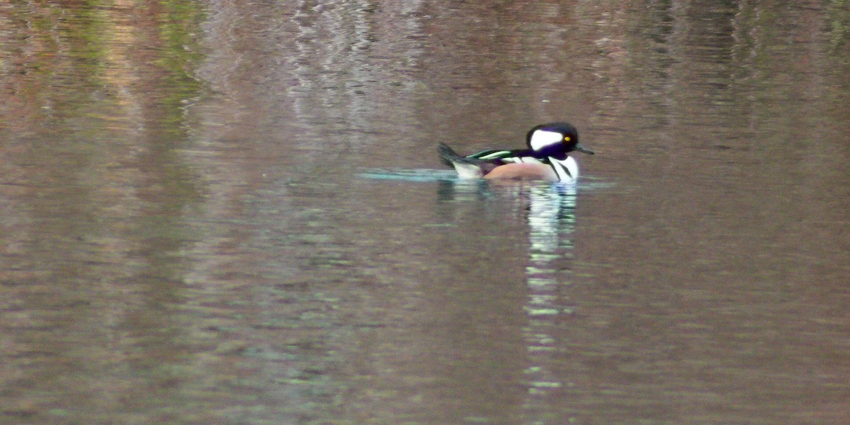 Hooded Merganser - ML287709561