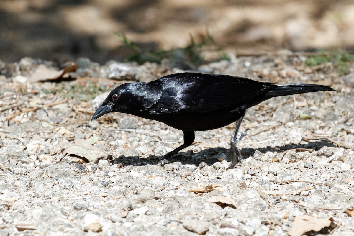 Cuban Blackbird - Peter Kennerley