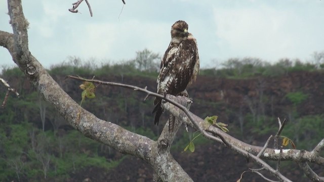 Galapagos Şahini - ML287711051