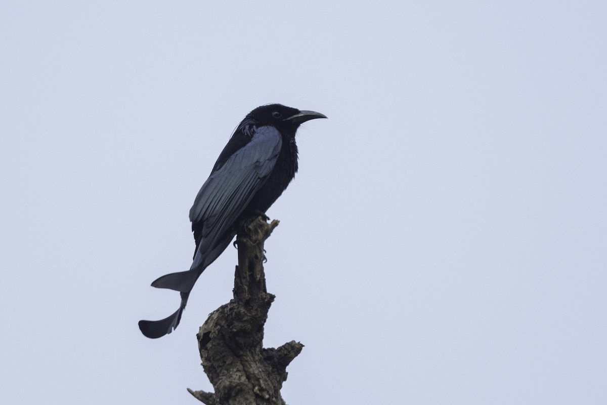 Hair-crested Drongo - ML287711141