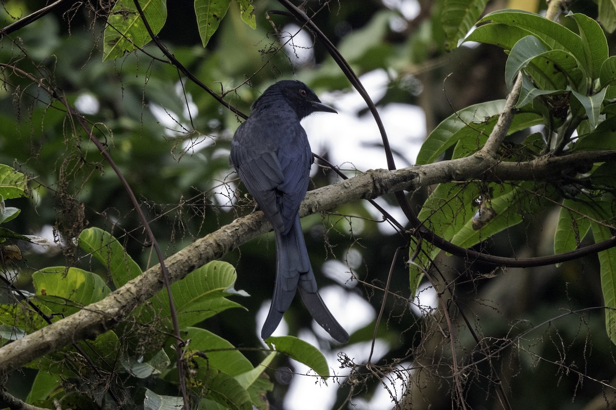 Ashy Drongo - ML287711461