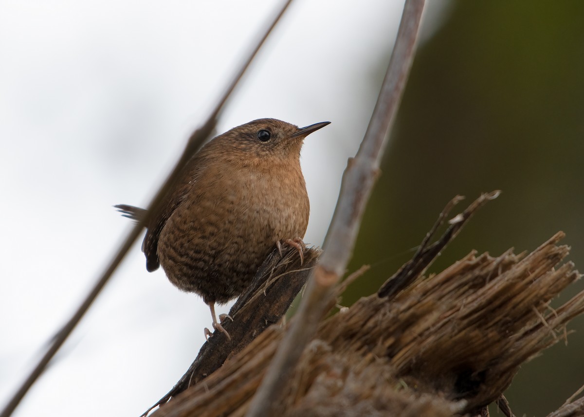 Pacific Wren - ML287711841