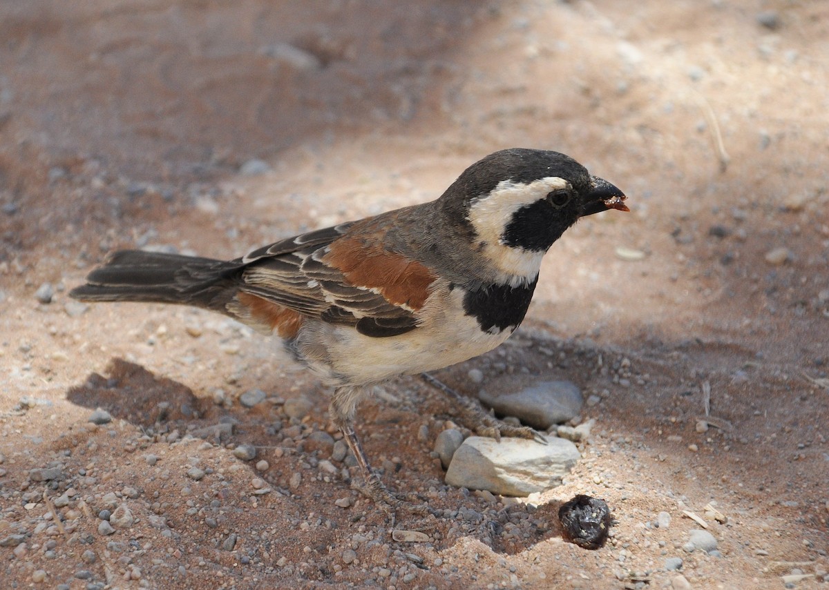 Moineau mélanure - ML287713091