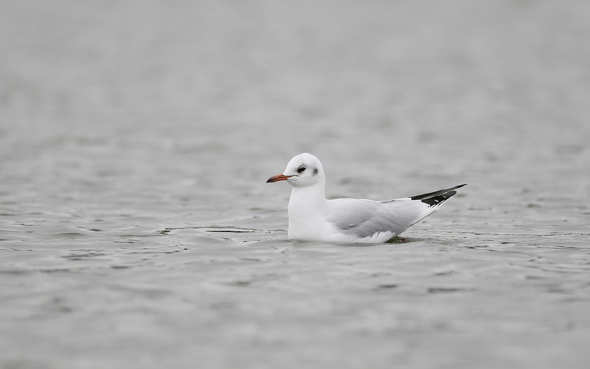 Mouette rieuse - ML287713621