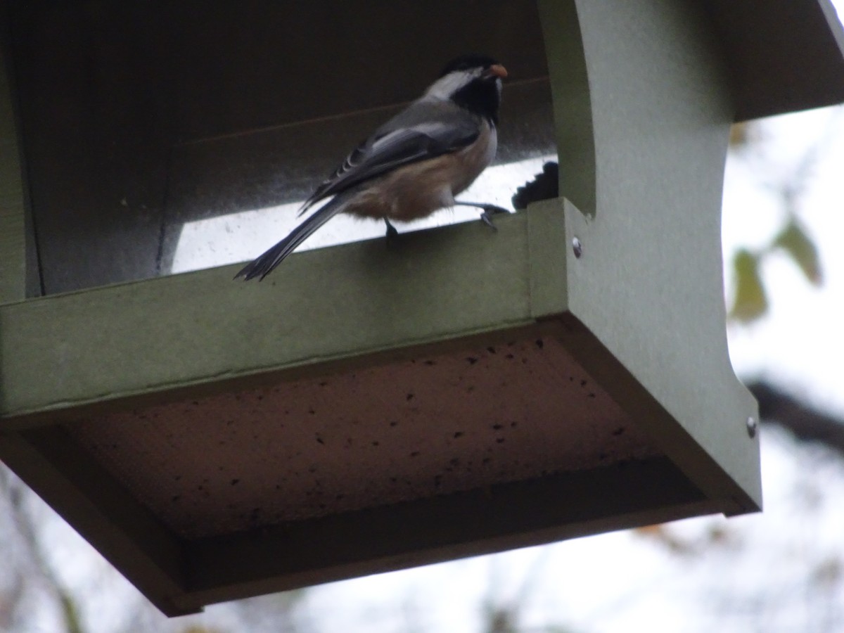 Black-capped Chickadee - ML287713691