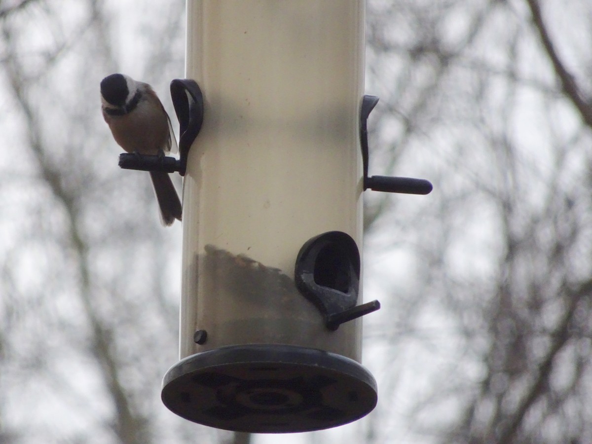 Black-capped Chickadee - ML287713841