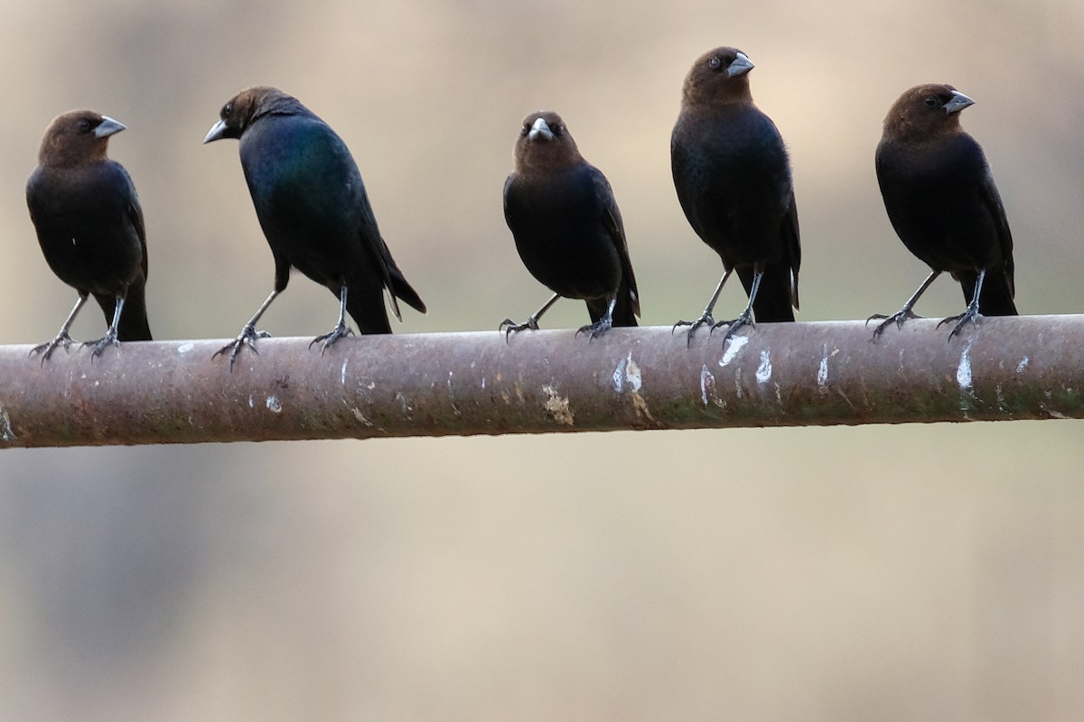 Brown-headed Cowbird - ML287714031