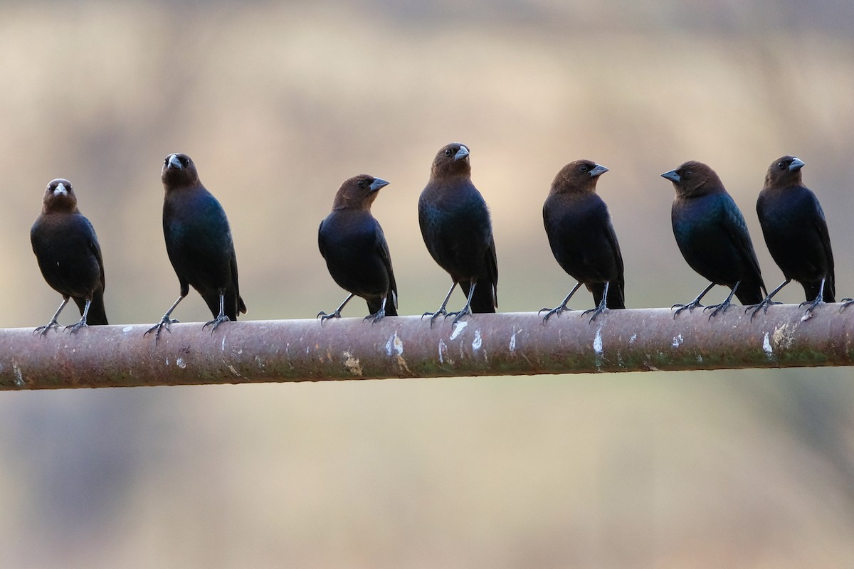 Brown-headed Cowbird - ML287714051