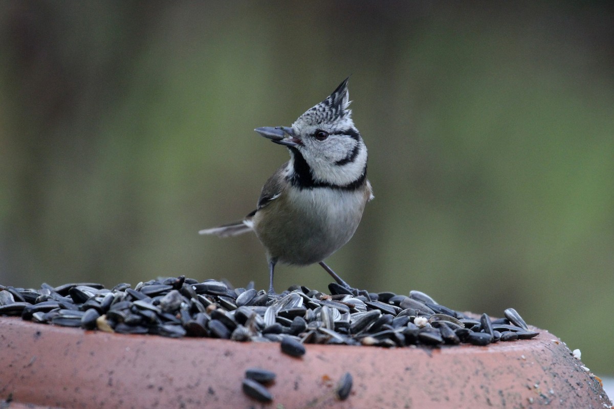 Crested Tit - ML287714261