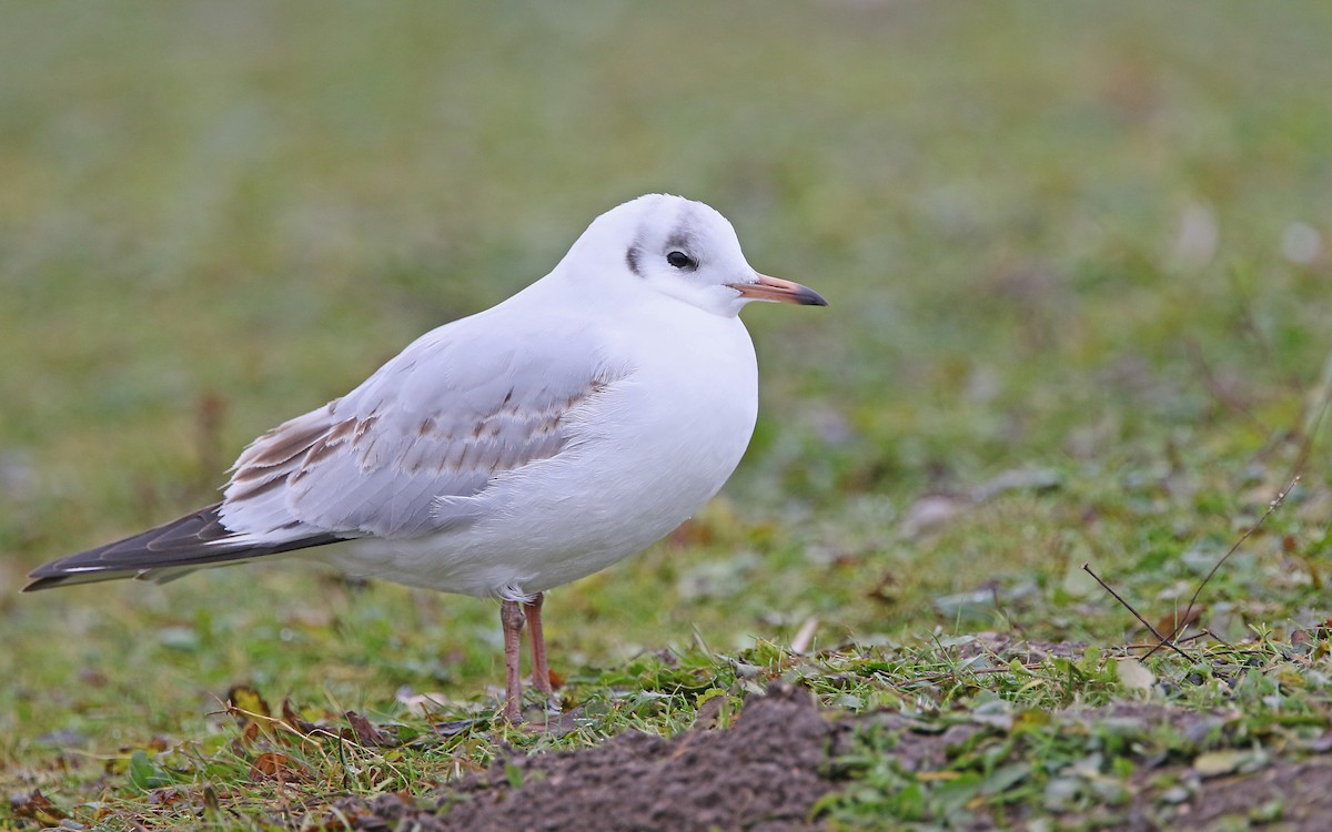 Mouette rieuse - ML287714611