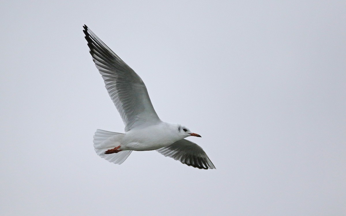 Mouette rieuse - ML287714681