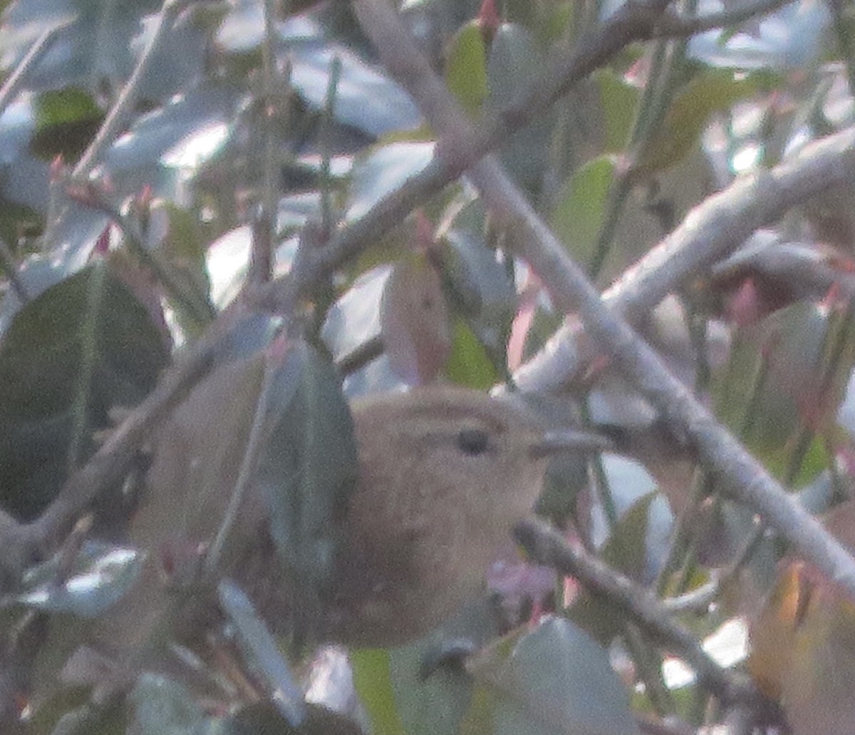 Winter Wren - ML287717121