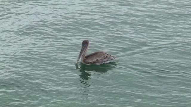 Brown Pelican (Galapagos) - ML287717351