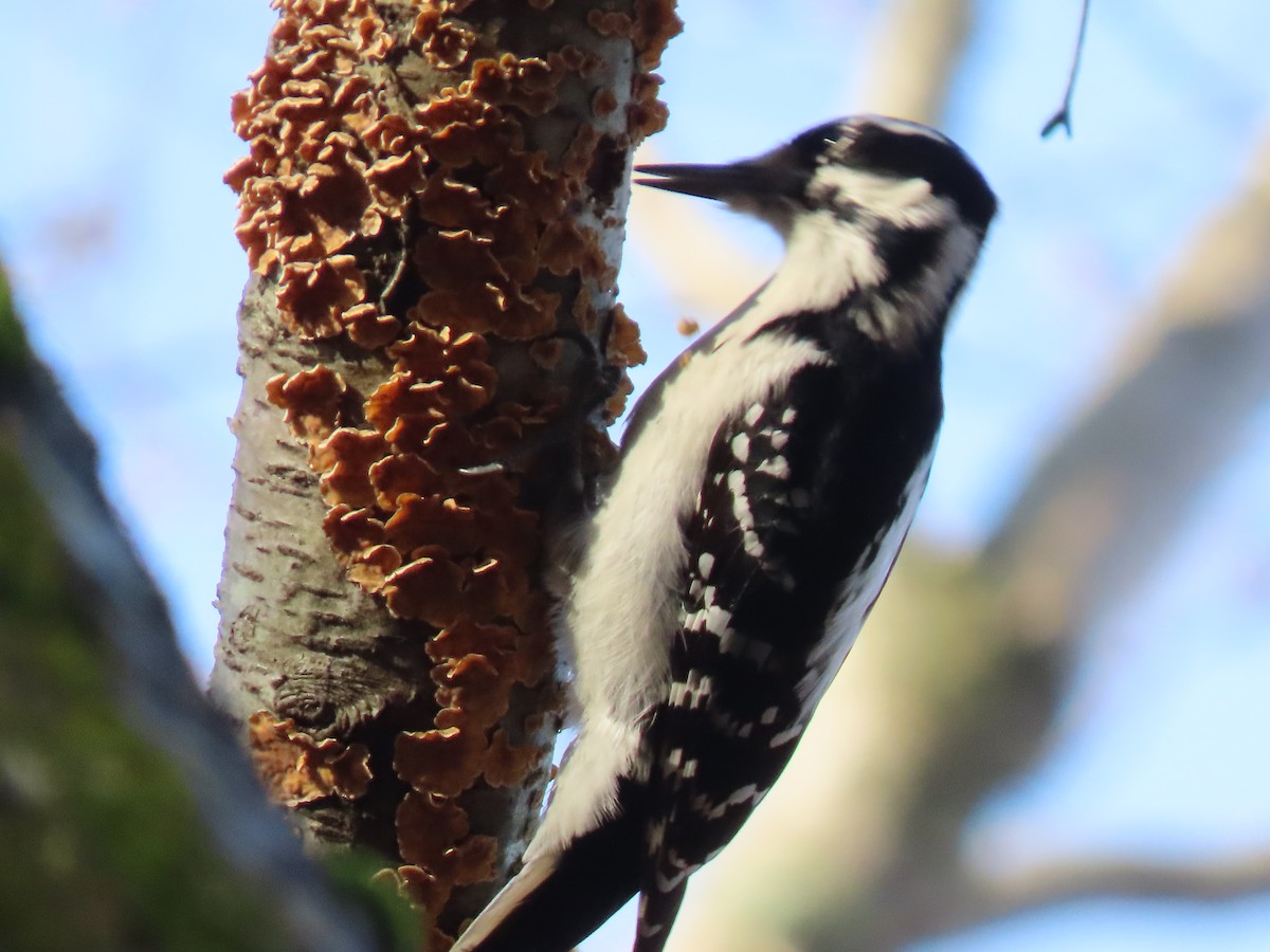 Hairy Woodpecker - ML287718511