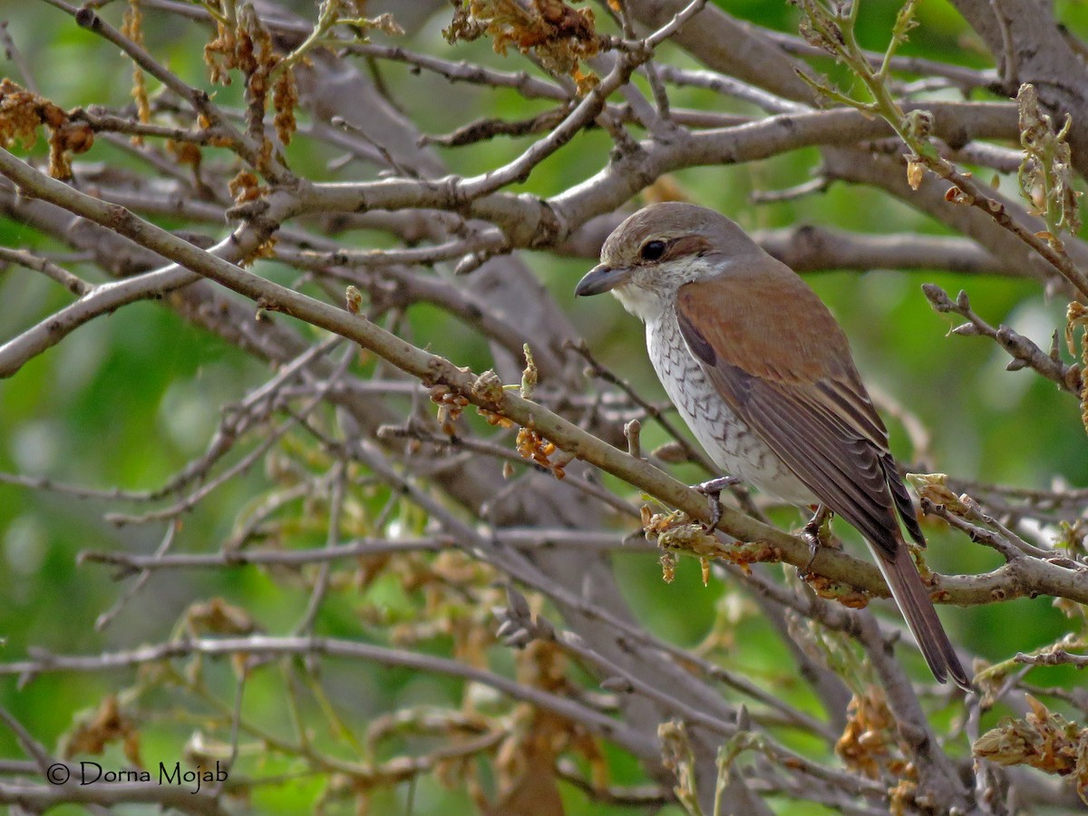 Red-backed Shrike - Dorna Mojab