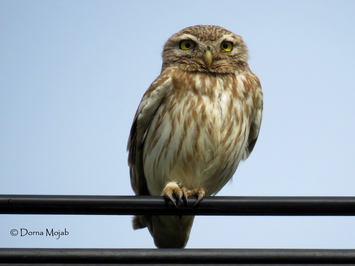 Little Owl - Dorna Mojab