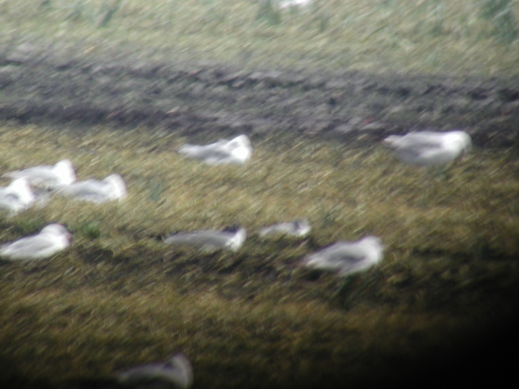 Laughing Gull - ML287720191