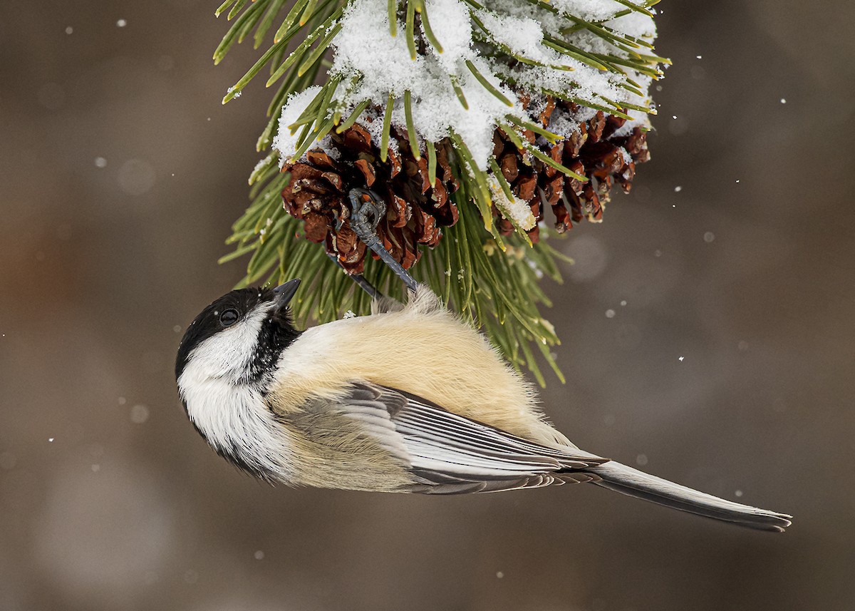 Black-capped Chickadee - ML287720601