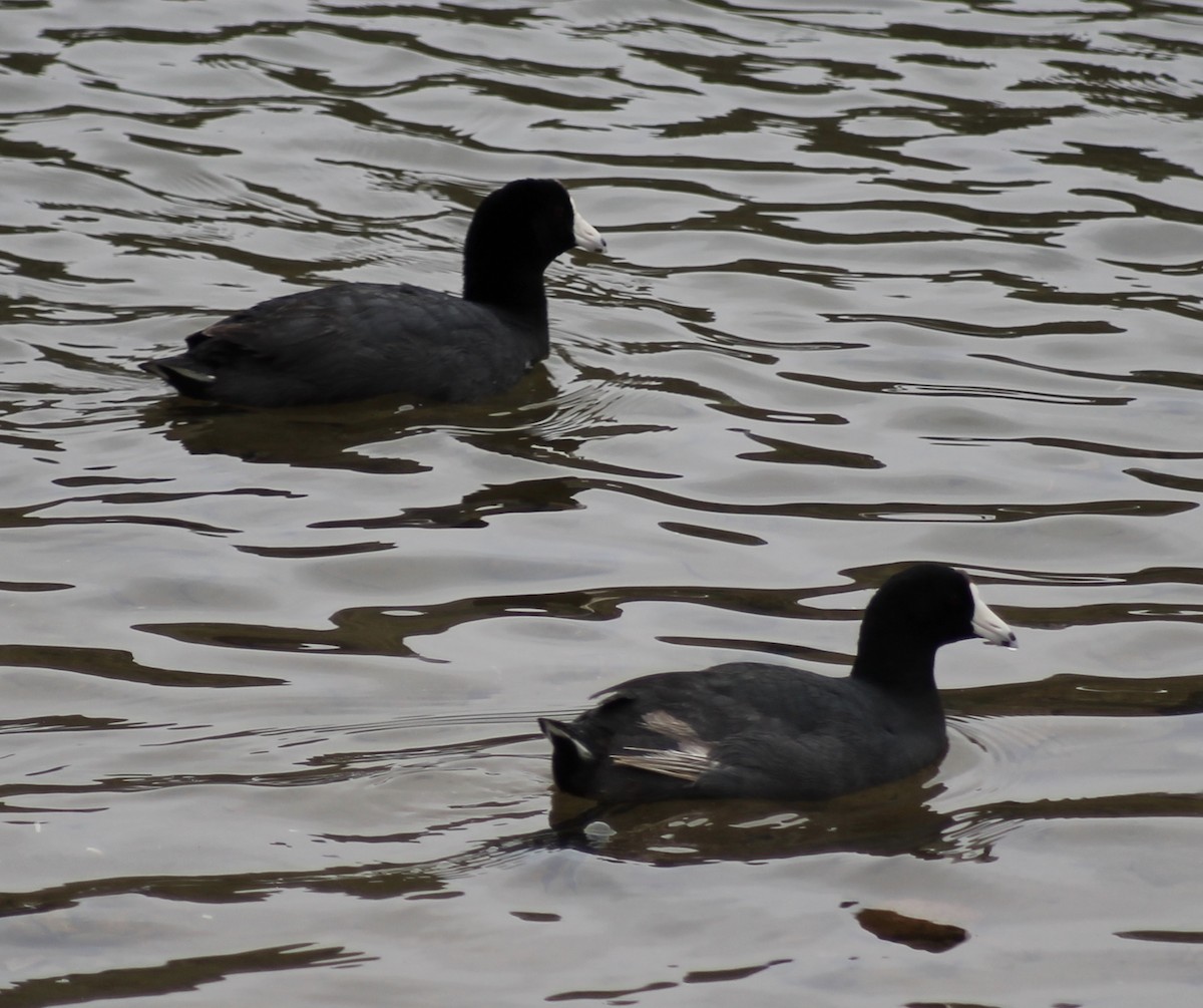 American Coot (Red-shielded) - ML28772071