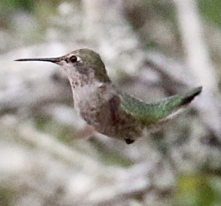 Anna's Hummingbird - ML287721561