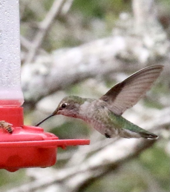 Anna's Hummingbird - ML287721571