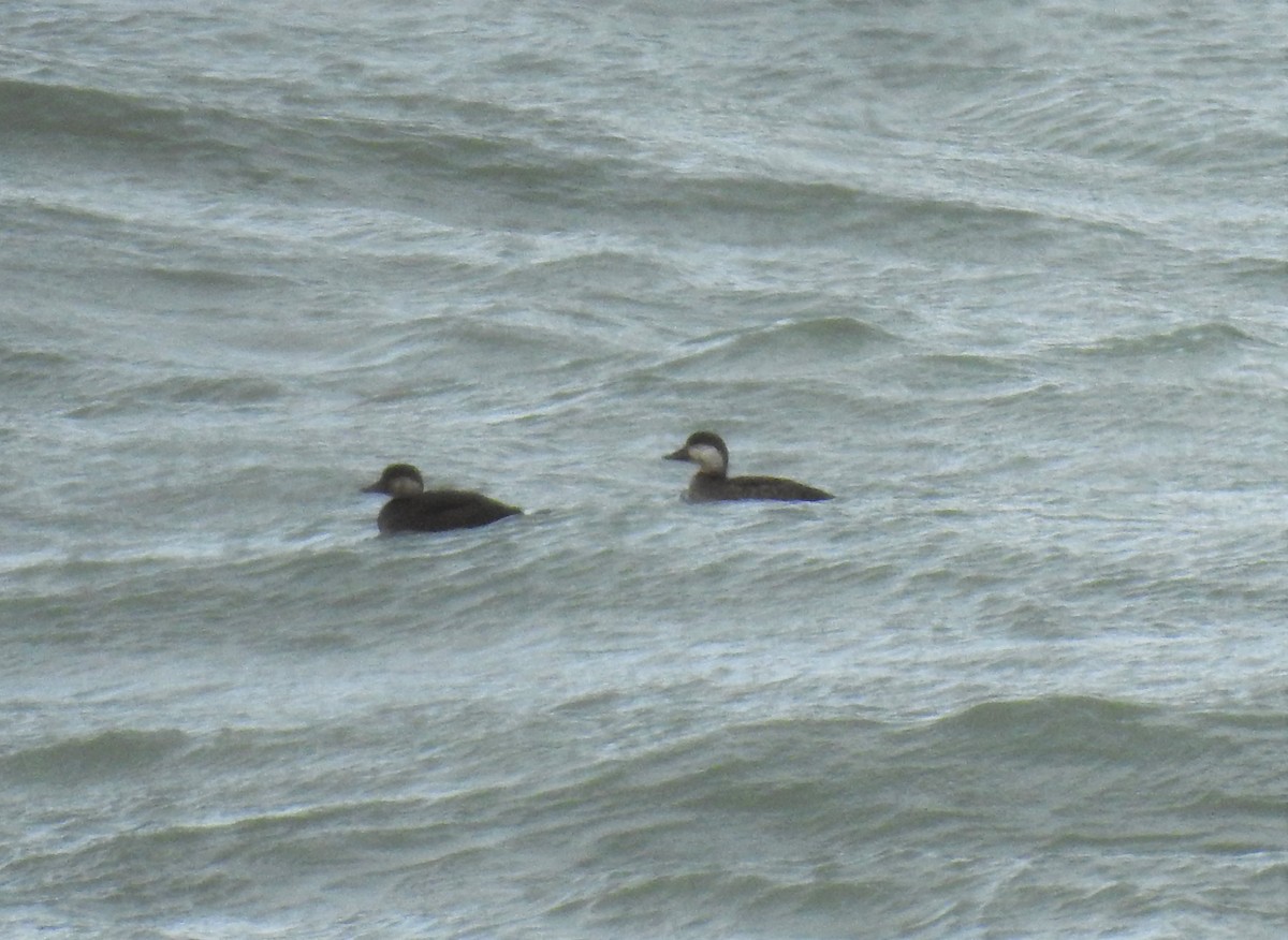 Black Scoter - Matt Nusstein