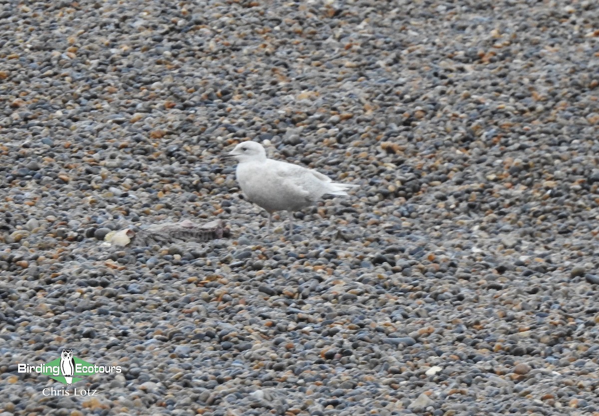 Iceland Gull - Chris  Lotz - Birding Ecotours