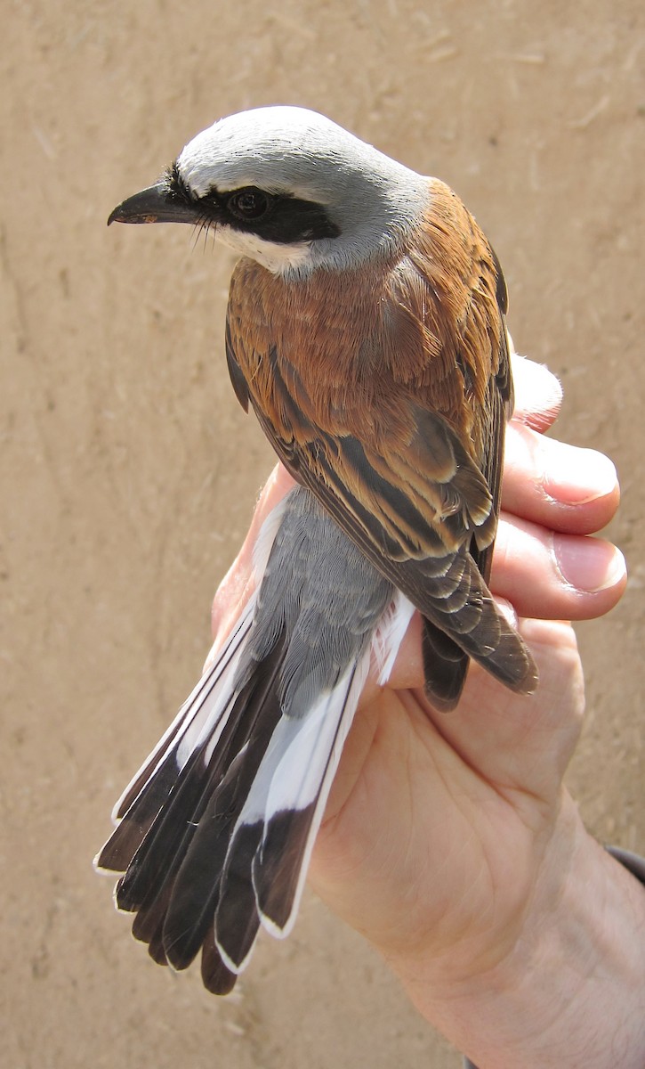 Red-backed Shrike - ML287725841